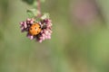 A ladybug on a flower released on a warm summer day. Macro shot Royalty Free Stock Photo