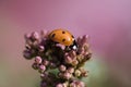 A ladybug on a flower released on a warm summer day. Macro shot Royalty Free Stock Photo