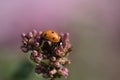 A ladybug on a flower released on a warm summer day. Macro shot Royalty Free Stock Photo