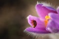 Ladybug on a flower of dream-grass. Pulsatilla patens on a blurred background in selective focus Royalty Free Stock Photo