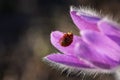 Ladybug on a flower of dream-grass. Pulsatilla patens on a blurred background in selective focus Royalty Free Stock Photo