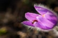 Ladybug on a flower of dream-grass. Pulsatilla patens on a blurred background in selective focus Royalty Free Stock Photo