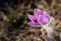 Ladybug on a flower of dream-grass. Pulsatilla patens on a blurred background in selective focus Royalty Free Stock Photo