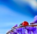 Ladybug on a flower. spring in the garden, closeup