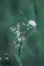 Ladybug on a flower stalk, on a white flower background. Macro mode.