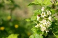 Ladybug on a flowering blackcurrant branch. Spring, sunny day, copy space. Royalty Free Stock Photo