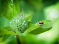 Ladybug on flowers with dew drops Royalty Free Stock Photo