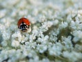 Ladybug on flowers Royalty Free Stock Photo
