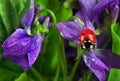 Ladybug on flowers in water drops. Royalty Free Stock Photo