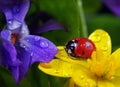 Ladybug on flowers in water drops. ladybug Royalty Free Stock Photo