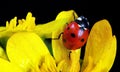 Ladybug on flowers in water drops. ladybug and spring flowers Royalty Free Stock Photo