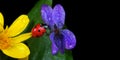 Ladybug on flowers in water drops. ladybug Royalty Free Stock Photo