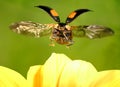 Ladybug flying. Ladybird Harmonia axyridis Coleoptera: Coccinellidae