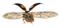 Ladybug flying. Ladybird Harmonia axyridis Coleoptera: Coccinellidae. Isolated