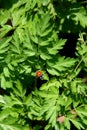Ladybug on the foliage of Queen Anne's Lace Royalty Free Stock Photo