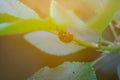 Ladybug in the foliage in the sunset Royalty Free Stock Photo