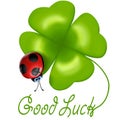 Ladybug with four-leaf clover Royalty Free Stock Photo