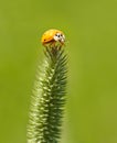 Ladybug on foxtail