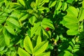 Ladybug is on fresh green greens. Macro photo, lifestyle. Summertime