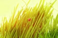 Ladybug on fresh green leaf isolated. Spring background Royalty Free Stock Photo