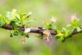ladybug on a fruit tree branch, selective focus. Beneficial insects in the garden Royalty Free Stock Photo