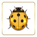 Ladybug gold insect small icon. Golden lady bug animal sign, isolated on white background. 3d volume design. Cute