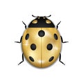 Ladybug gold insect small icon. Golden lady bug animal sign, isolated on white background. 3d volume design. Cute