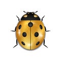 Ladybug gold insect small icon. Golden lady bug animal sign, on white background. 3d volume design. Cute