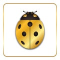 Ladybug gold insect small icon