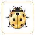 Ladybug gold insect small icon