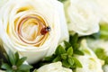 Ladybug on golden wedding rings on white roses Royalty Free Stock Photo