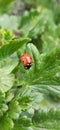 Ladybug on a gooseberry bush