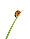 Ladybug on grass