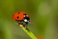 Ladybug on the grass Royalty Free Stock Photo