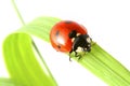 Ladybug on grass