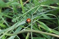 Ladybird in the grass Royalty Free Stock Photo