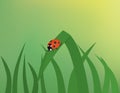 Ladybug on grass Royalty Free Stock Photo