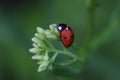 Ladybug on grass covered morning dew