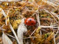 Ladybug in grass Royalty Free Stock Photo