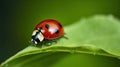Graceful Encounters, Ladybugs Dancing Amidst the Blades of Grass, Generative AI