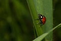 Ladybug grass insect closeup field macro detail