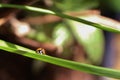Ladybug on grass Royalty Free Stock Photo