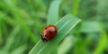 Ladybug on grass leaf blade in rainy session