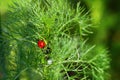 Ladybug on grass macro close up. ladybug sitting on a green plant sprout. Beautiful nature background with morning fresh grass and Royalty Free Stock Photo