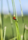 Ladybug on a grass Royalty Free Stock Photo