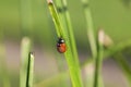 Ladybug on a grass Royalty Free Stock Photo