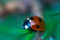 Ladybug on grass. Macro Photography. Seven spot ladybird. Coccinella septempunctata. Royalty Free Stock Photo