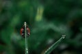 Ladybug grass with morning dew. Background macro nature