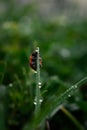 Ladybug grass with morning dew. Background macro nature