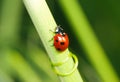 ladybug on grass stalk Royalty Free Stock Photo